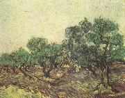 Vincent Van Gogh Olive Picking (nn04) painting